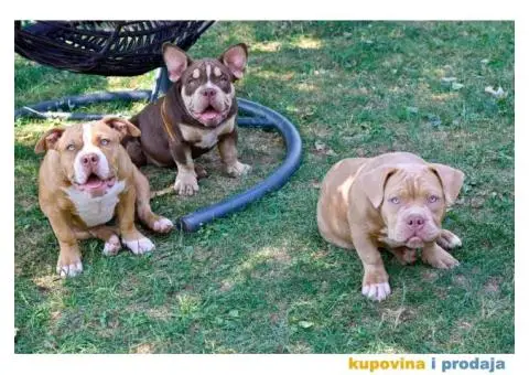 Američki Buli / American Bully Pocket štenci - 2/8