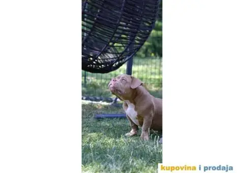 Američki Buli / American Bully Pocket štenci - 3/8