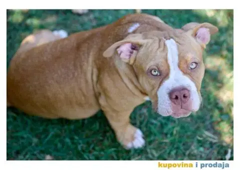 Američki Buli / American Bully Pocket štenci - 5/8