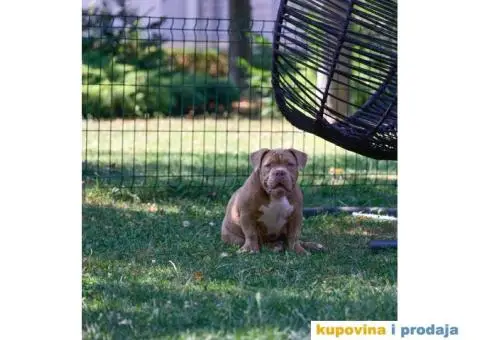 Američki Buli / American Bully Pocket štenci - 6/8