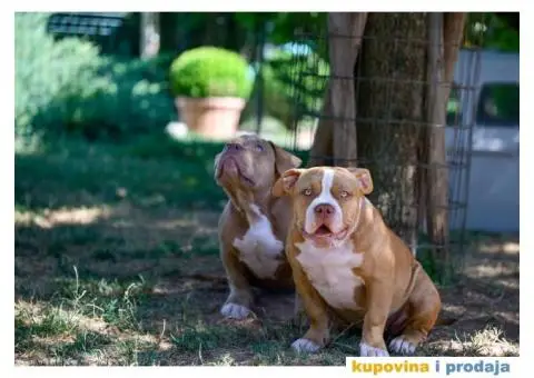 Američki Buli / American Bully Pocket štenci - 7/8