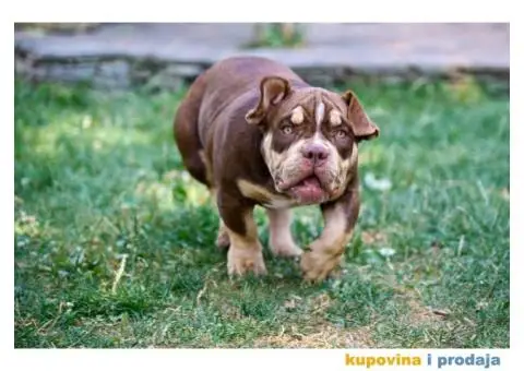 Američki Buli / American Bully Pocket štenci - 8/8
