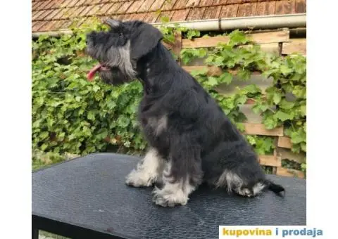 Patuljasti šnaucer stenci - 1/5