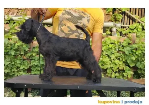 Patuljasti šnaucer stenci - 2/5