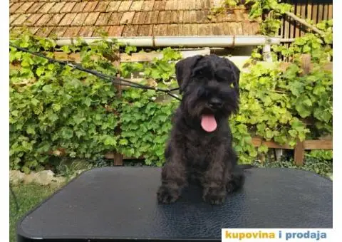 Patuljasti šnaucer stenci - 3/5