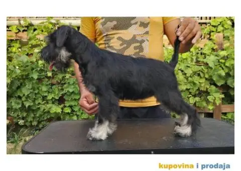 Patuljasti šnaucer stenci - 4/5