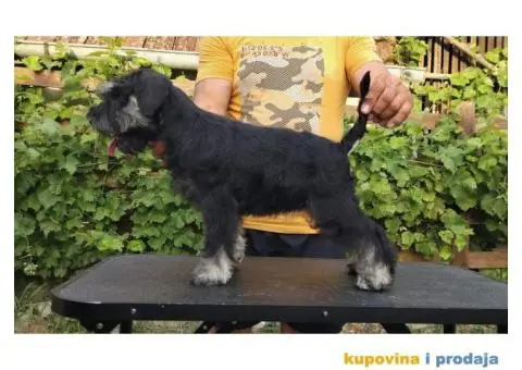 Patuljasti šnaucer stenci - 5/5