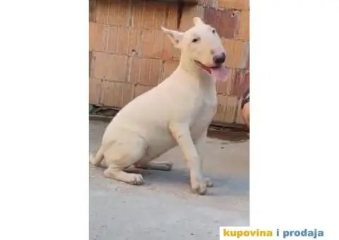 Štene bull terier