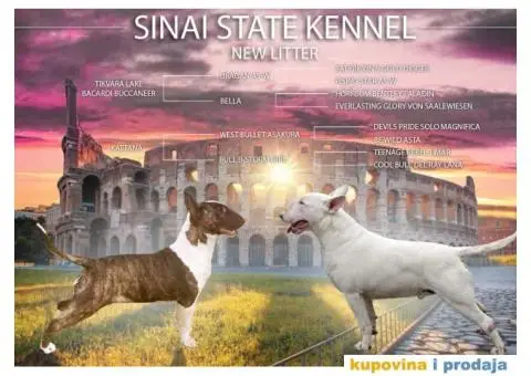 Štene bull terier - 2/2