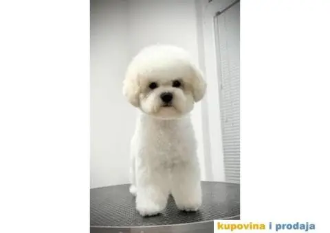 Kovrdžavi bišon žensko štene - 1/6