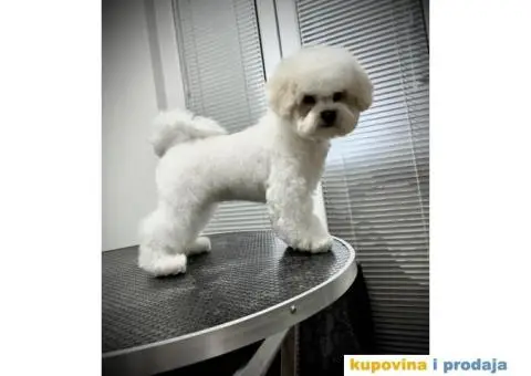 Kovrdžavi bišon žensko štene - 2/6