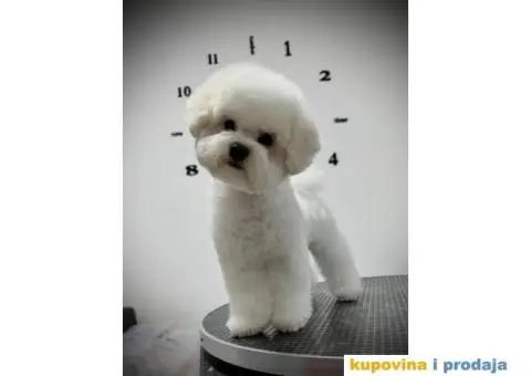 Kovrdžavi bišon žensko štene - 3/6