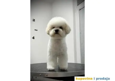Kovrdžavi bišon žensko štene - 4/6