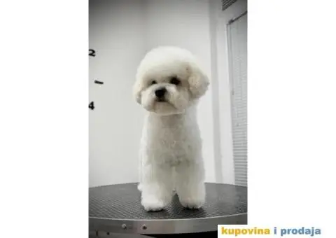 Kovrdžavi bišon žensko štene - 5/6