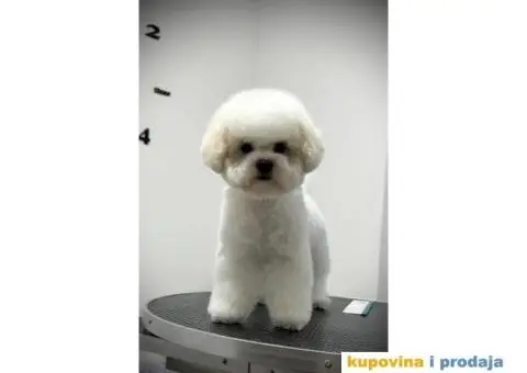 Kovrdžavi bišon žensko štene - 6/6