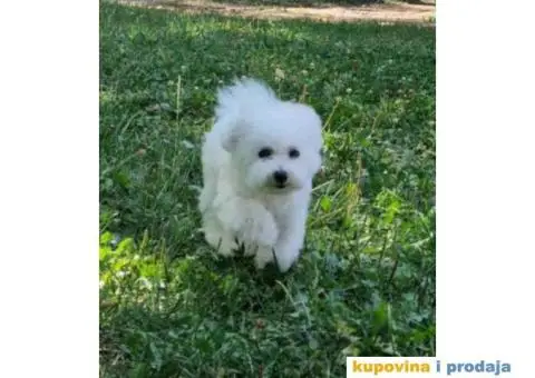 Stene bisona,zenka,na prodaju - 1/5