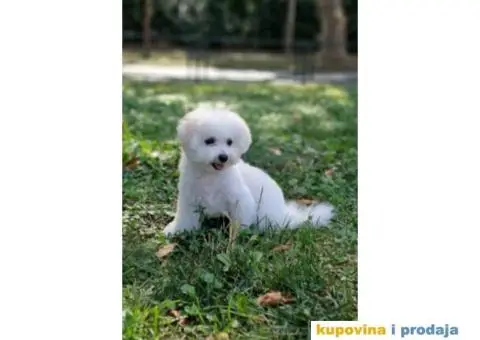 Stene bisona,zenka,na prodaju - 2/5