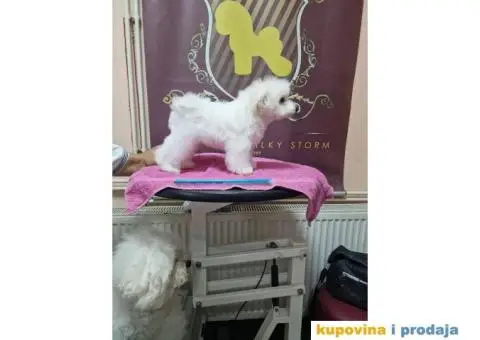 Stene bisona,zenka,na prodaju - 3/5