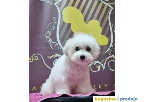 Stene bisona,zenka,na prodaju - 4/5