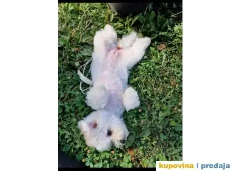 Stene bisona,zenka,na prodaju - 5/5