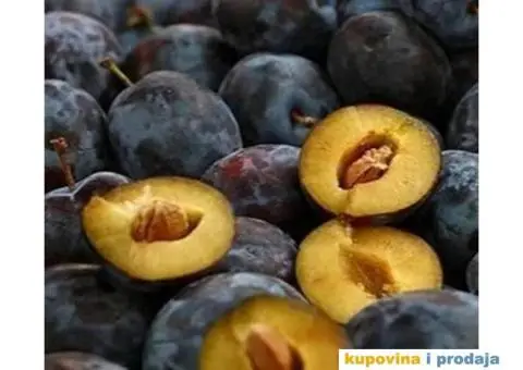 Rezervacije u toku za jesenju sadnju voćnih sadnica - 1/15