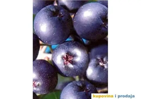 Rezervacije u toku za jesenju sadnju voćnih sadnica - 2/15