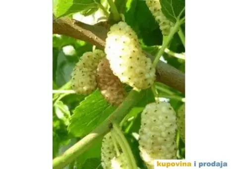 Rezervacije u toku za jesenju sadnju voćnih sadnica - 3/15