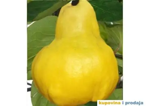 Rezervacije u toku za jesenju sadnju voćnih sadnica - 4/15