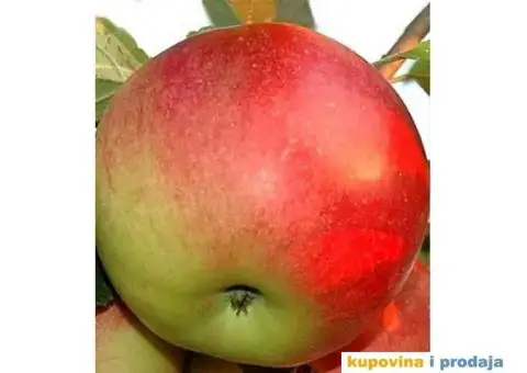 Rezervacije u toku za jesenju sadnju voćnih sadnica - 5/15