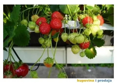 Rezervacije u toku za jesenju sadnju voćnih sadnica - 6/15