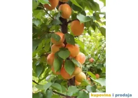 Rezervacije u toku za jesenju sadnju voćnih sadnica - 8/15