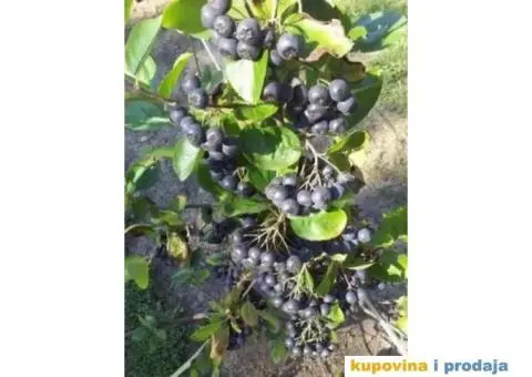 Rezervacije u toku za jesenju sadnju voćnih sadnica - 9/15