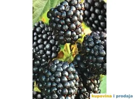 Rezervacije u toku za jesenju sadnju voćnih sadnica - 10/15