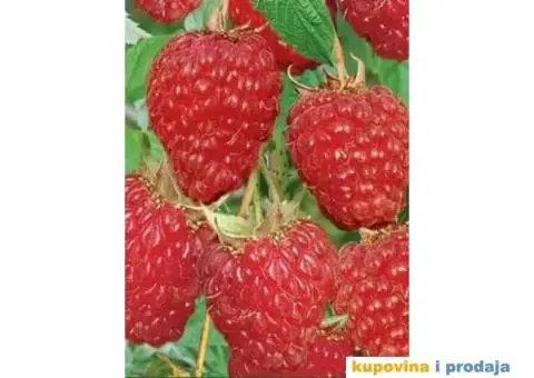 Rezervacije u toku za jesenju sadnju voćnih sadnica - 12/15