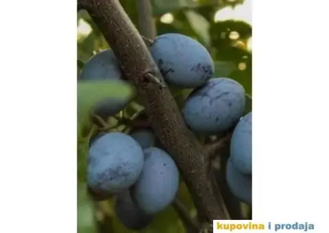 Rezervacije u toku za jesenju sadnju voćnih sadnica - 14/15