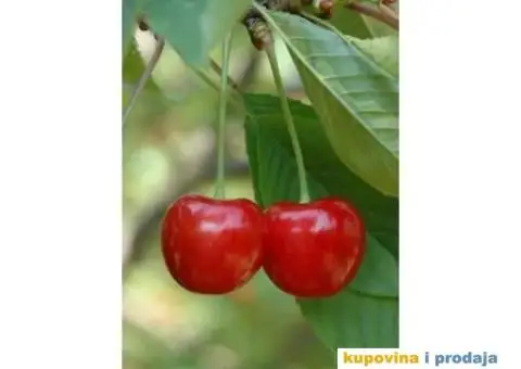 Rezervacije u toku za jesenju sadnju voćnih sadnica - 15/15