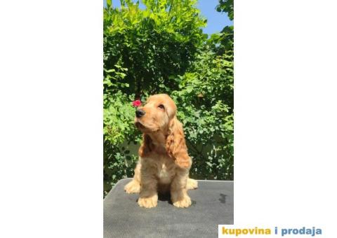 Engleski Koker Spanijel - 2/5