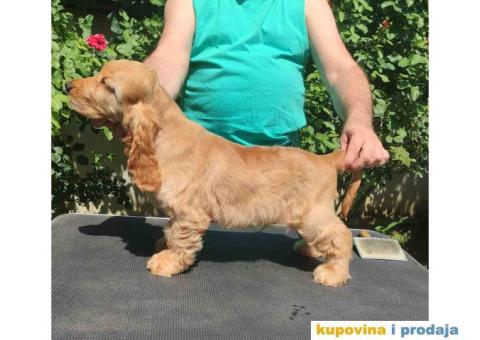 Engleski Koker Spanijel - 3/5