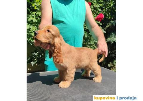 Engleski Koker Spanijel - 4/5