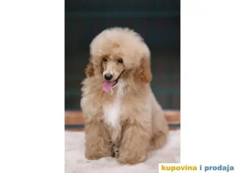 Aprikot Pudla prelepi stenci - 1/4