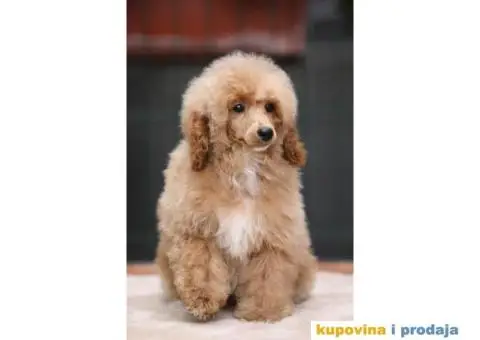 Aprikot Pudla prelepi stenci - 2/4