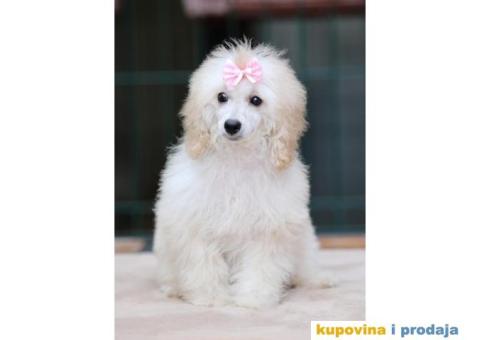 Aprikot Pudla prelepi stenci - 3/4