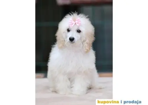 Aprikot Pudla prelepi stenci - 3/4