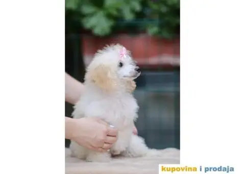 Aprikot Pudla prelepi stenci - 4/4