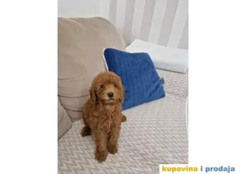 Toy pudle, stenci sa slika spremni za preuzimanje - 1/5