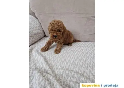 Toy pudle, stenci sa slika spremni za preuzimanje - 2/5