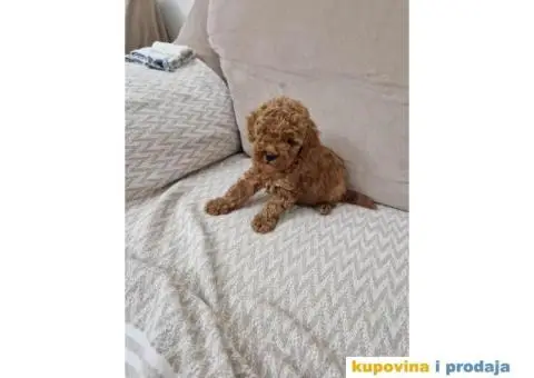 Toy pudle, stenci sa slika spremni za preuzimanje - 3/5