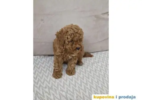 Toy pudle, stenci sa slika spremni za preuzimanje - 4/5