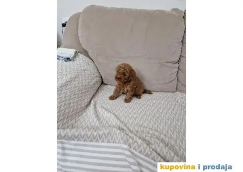 Toy pudle, stenci sa slika spremni za preuzimanje - 5/5