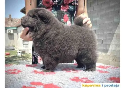 CHAU CHAU stenci - 1/10